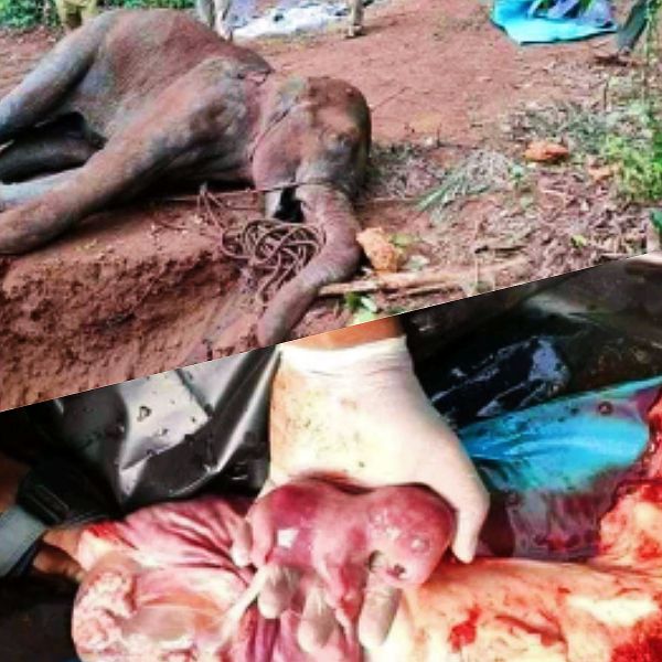 Pelaku Pembunuhan Gajah Hamil yang Kelaparan Berhasil Dibekuk Polisi
