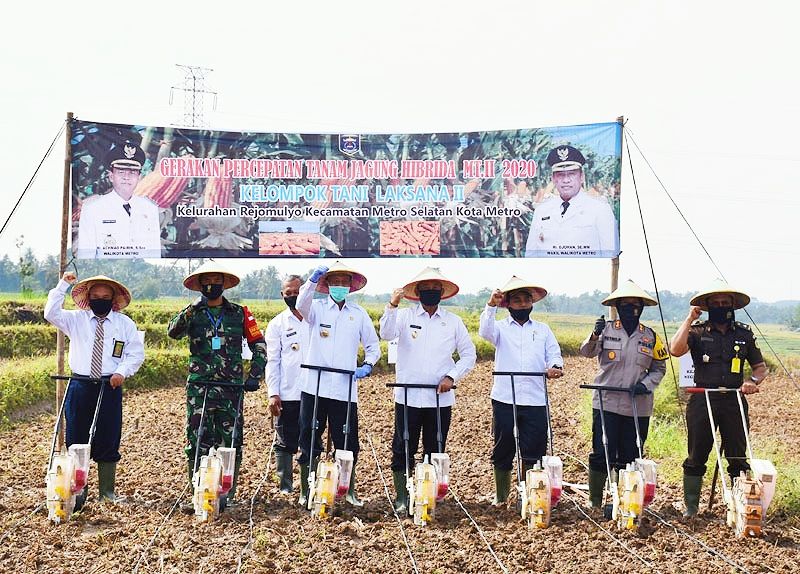 Pemkot Metro Lakukan Gerakan Percepatan Tanam Jagung Hibrida Pemkot Metro Lakukan Gerakan Percepatan Tanam Jagung Hibrida