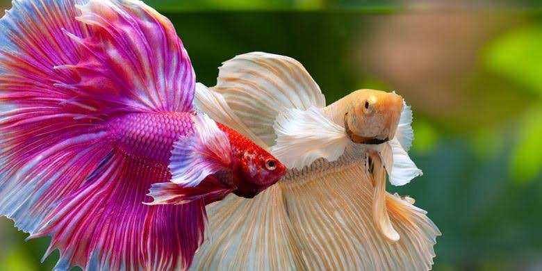 Tersinggung Ikan Cupangnya Diejek, Pemuda di Lampung Dibacok Teman Sendiri