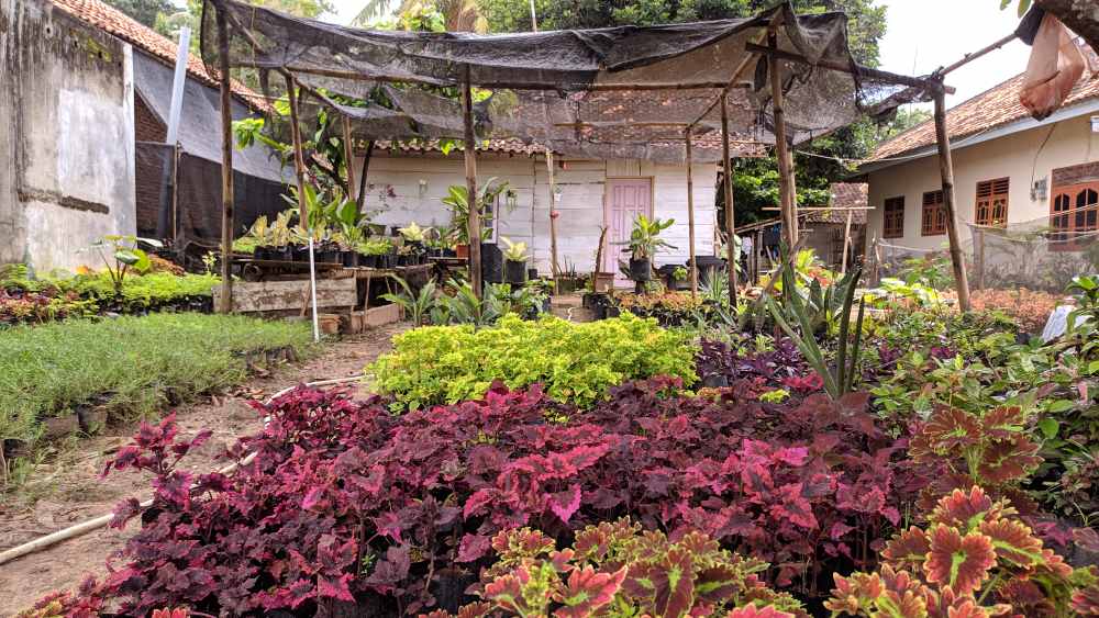 Petani di Pekalongan Lamtim Keluhkan Pemasaran Bibit Petani di Pekalongan Lamtim Keluhkan Pemasaran Bibit