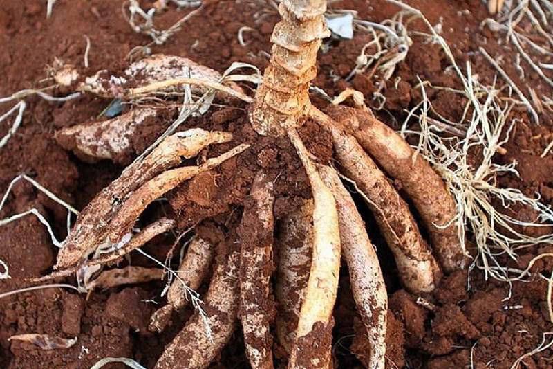 Harga singkong naik, Menrad Murjini: harganya sudah mencapai Rp1.100/kg Harga singkong naik, Menrad Murjini: harganya sudah mencapai Rp1.100/kg