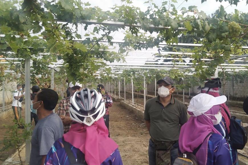 Tinjau Kampung Anggur, Wahdi Sirajuddin: harapannya bisa jadi komoditas di Kota Metro