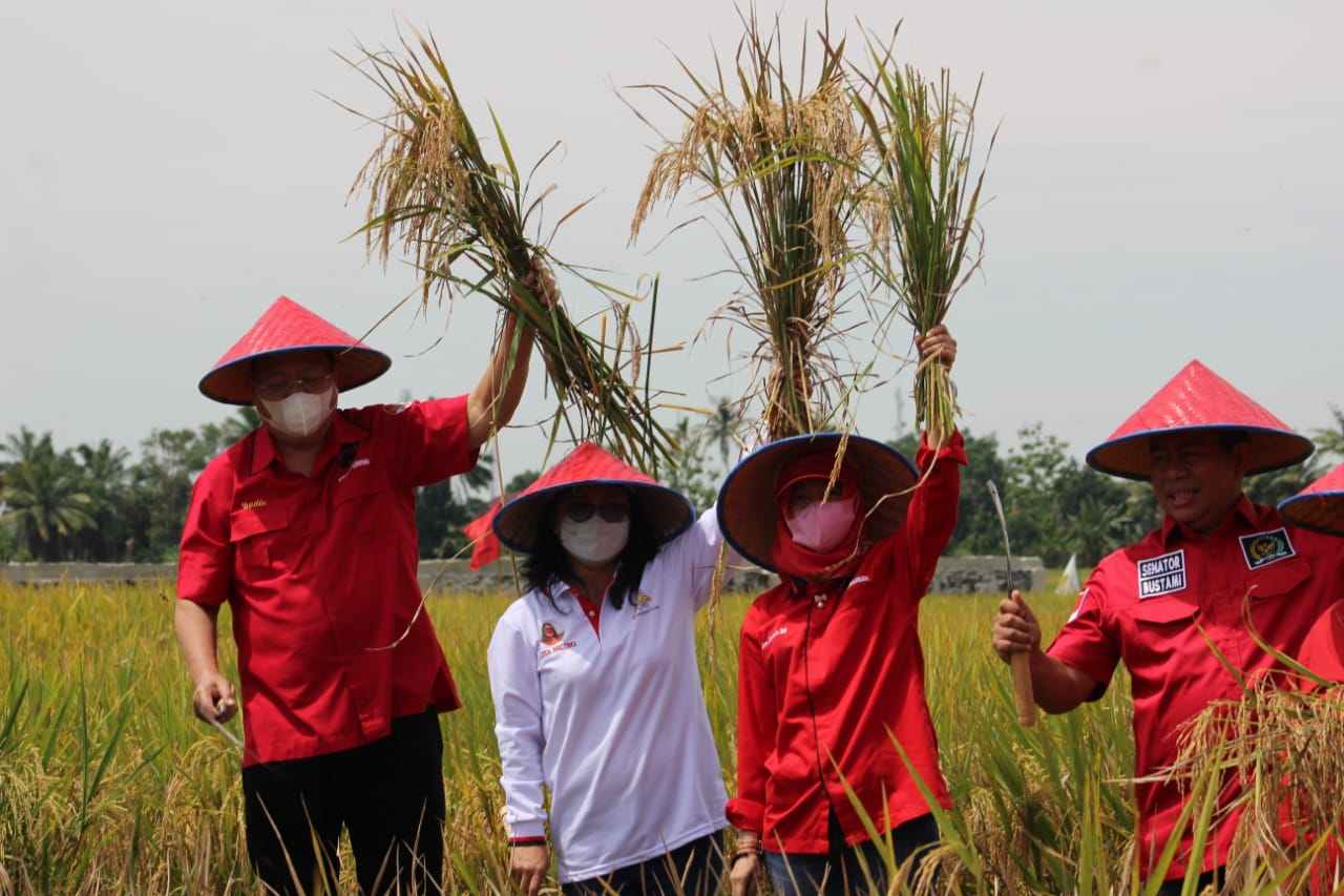 MSP lakukan panen raya dan berikan bantuan alat pertanian MSP lakukan panen raya dan berikan bantuan alat pertanian